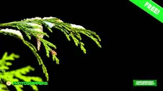 Free Photos! Tree Leafs with a bit of Snow | Quality Creative Commons Photography!