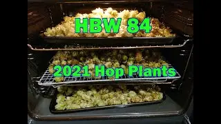 HBW84 - 2021 Hop Plants