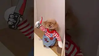 미소의 은밀한 사생활… 방해하면🔪 #미소아라tt