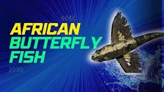 African Butterfly Fish