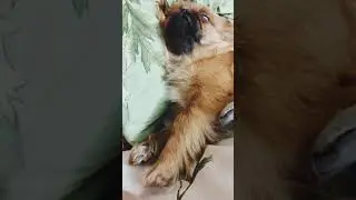 Соня спит, она устала 😄