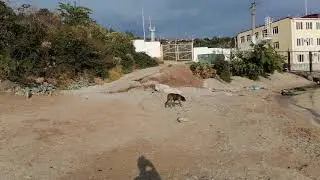 Большая собака на пляже Новороссийска.