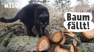 Der Kirschbaum muss weichen! - Hofvlog 150
