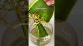 Как быстрее прорастить сенсивиерию или тещин язык🌱#сенсивиерия #хобби #тещинязык #отчисткавоздуха