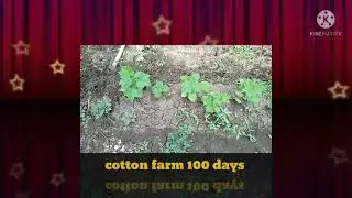 cotton farm 100days .date 11/09/21