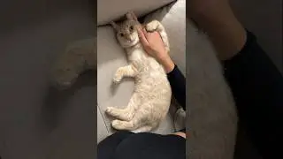 Няшный кот)