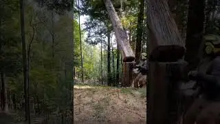 POV: Tree cutting gone wrong #short #shorts #shortvideo #shortsvideo #fyp