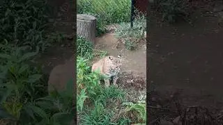 Dakotah bobcat gets his mind blown 🤯