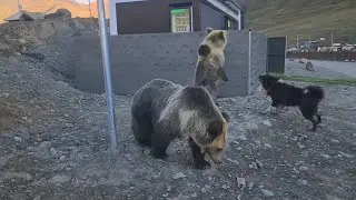 Two horrible bear in Tibet 🐻 #iphonevideograpy #tibet #travelvlog #animals #vloging #fpy #fyp