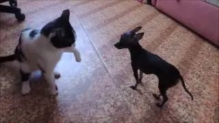 Приколы с животными часть 1