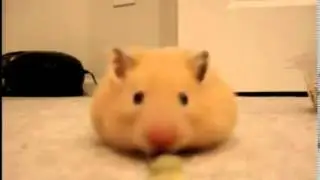 Животные Хомяк следопыт