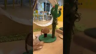Кошачье кафе☺️✨