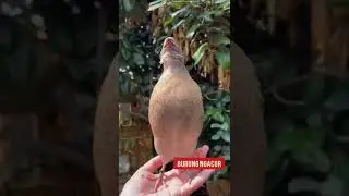 Dalam genggaman tangan tetap ngacor #shorts #burung #burungkicau
