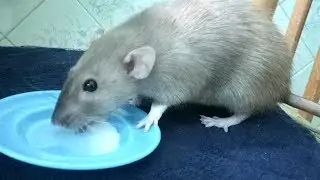 Крыса пьет молоко / Rat drinking a milk / Меги / Крыса Дамбо