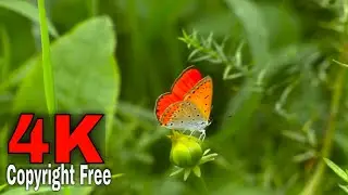 A Colorful Butterfly Perching On A Flower Bud | Copyright Free Stock Footage | 4K ULTRA HD
