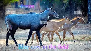 Nilgai🦌🦌||Blue cow🦌🦌||beautiful see||Indian Villagers||Indian Village||Vlog