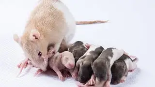 Rats live on camera online / Крысиная жизнь онлайн [ live stream 24 hours ]