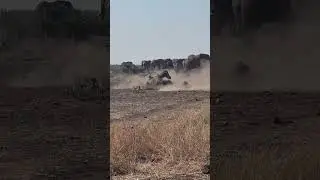 zebras fight for dominance #wildlife #kruger #animals #hyena #lion #bear #hyena #leopard #cheetah