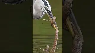 Snake wraps itself around bird’s beak. Who wins the battle? 