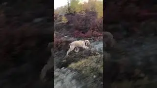 My dog , trips