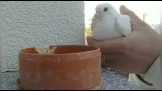 почему сохнут голубята. одна из причин.