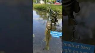 Jackall Baby Giron is a BFS Bass Candy Lure #glidebaits #fishing #fishingvideo