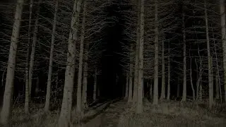 Пошел в лес за грибами