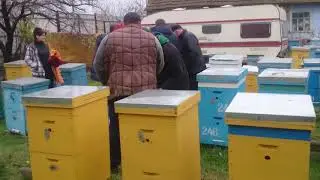 Пасека Григория Скутарь(младший) .