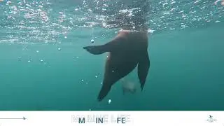 Kayaking Tours Pelican Point - Namibia