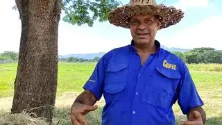 Tiempo Óptimo de Corte del Pasto | Explicación Para fabricar Pacas | Fardos