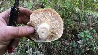 В тайгу за груздями в сентябре