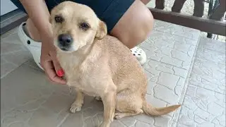 The poor dog was found on the street in b.ad condition
