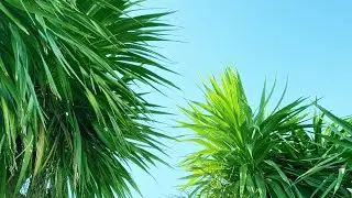 TROPICAL LUXURY