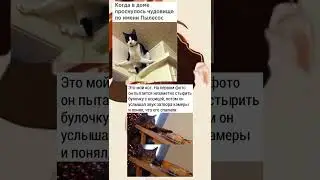 #мем #мемасы #кот #котики #меме #мемы2023 #пжврекомендации #коты #мемас #мемы_тикток #котыприколы