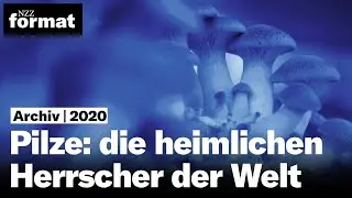 Pilze: die heimlichen Herrscher der Welt (2020)