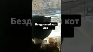 Помогите найти бездомного кота😂😂😂
