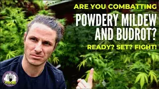 Protect Your Cannabis from Budrot and Powdery Mildew: Tips for Preventing Fungal Diseases