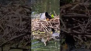 Blesshühner am Nest mit Küken