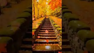 #rain #natureandrainsoundsforsleeping 😴🌧️😴🌧️😴🌧️🍀#autumn #season