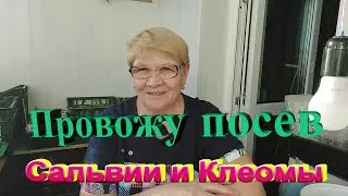 Весенние посевы цветов клеомы и сальвии.