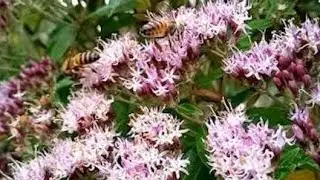 TOP NA PRODUÇÃO DE MEL.🍯 FLORES DE CANDEIA. 🐝