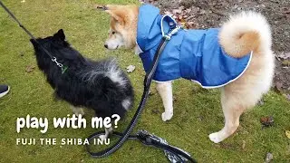 Warning ... naughty Shiba incoming!! | 注意!！顽皮柴犬来了!！