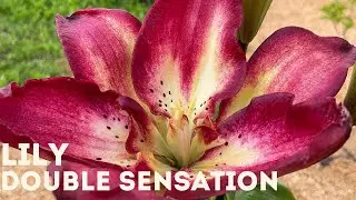 Lily - Double Sensation 4K