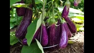 TIP PARA DUMAMI ANG BUNGA NG TANIM NA TALONG ICool