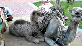верблюды.MP4
