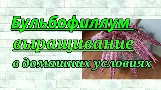 Бульбофиллум выращивание в домашних условиях.Обзор балкона.