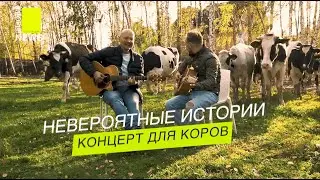 КОРОВЫ С ИНТЕРЕСОМ И С УДОВОЛЬСТВИЕМ СЛУШАЮТ ПЕСНЮ ПРО СЕБЯ
