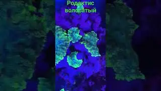 Родактис волосатый.  Кораллы в "Калипсо Аква"