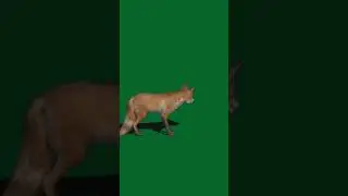 fox green screen | fox green screen video no copyright | 