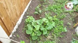 Shoker bagan uk 2022.lau misti kumra shem coriander leaf/garden tour